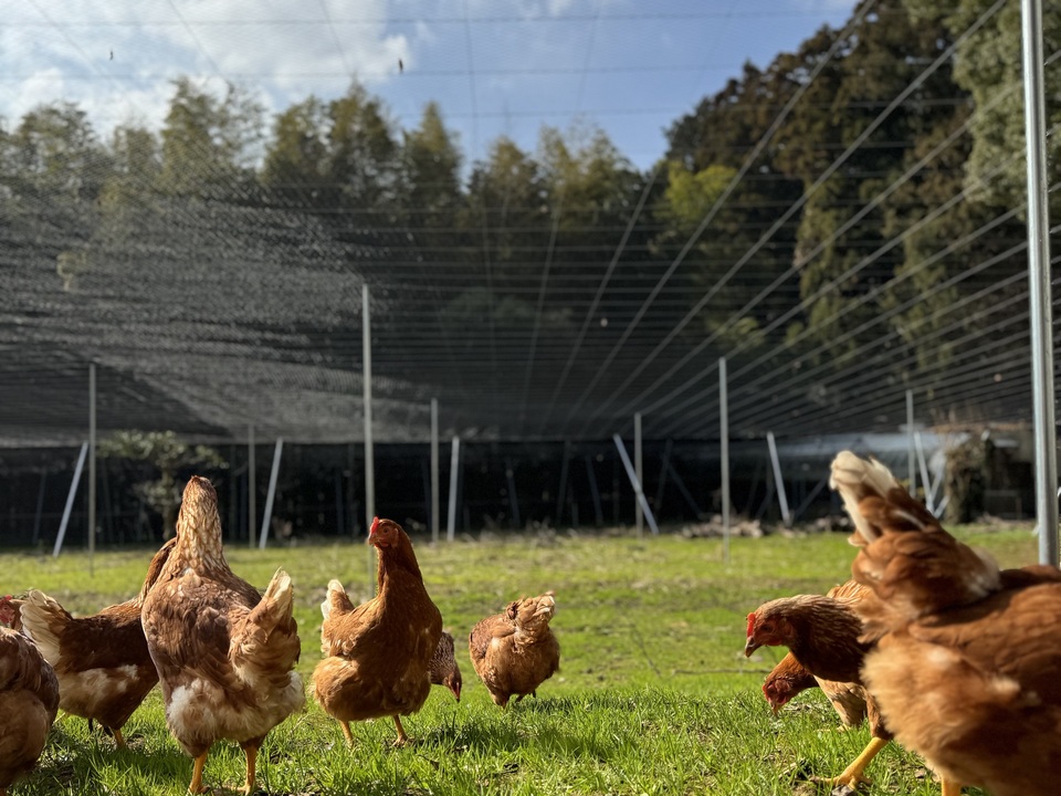 空と大地に見守られて、産まれる卵。-itadaki-甘くてコク深い、放牧鶏