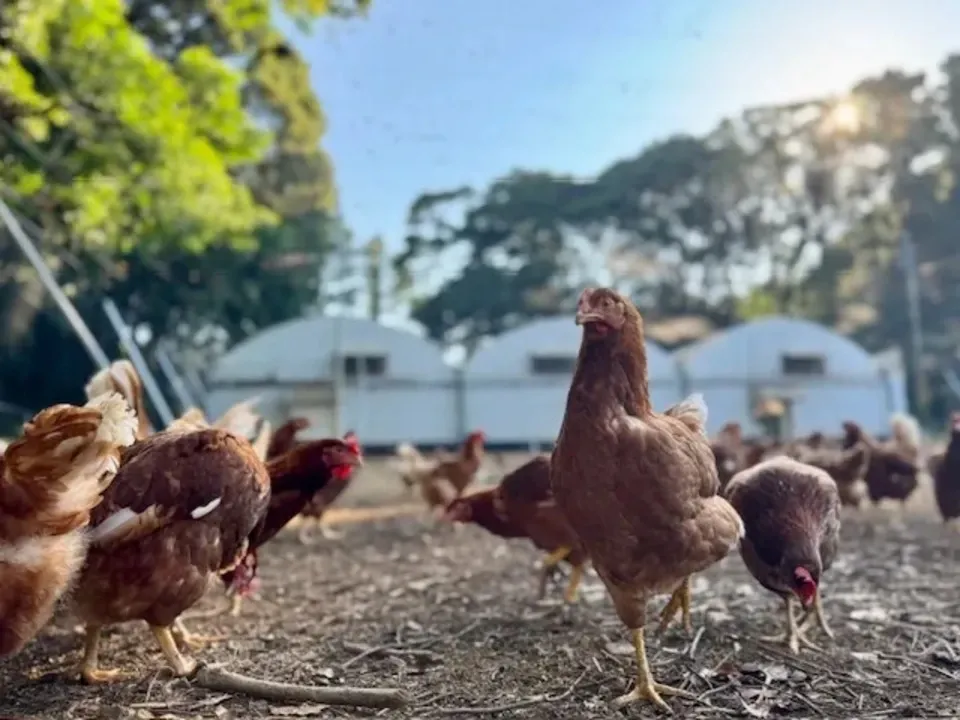 【贈答放牧卵】平飼い放牧卵-itadaki-24個/鶏たちの暮らしから届く贈り物