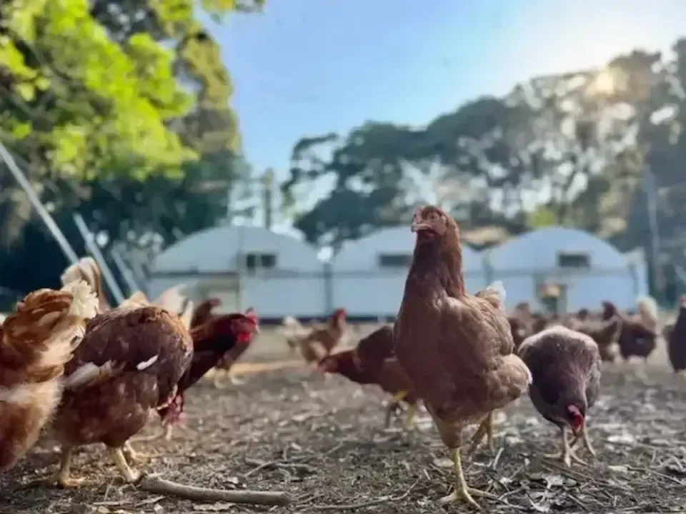 12個/鶏たちの暮らしから届く卵。平飼い放牧卵-itadaki-