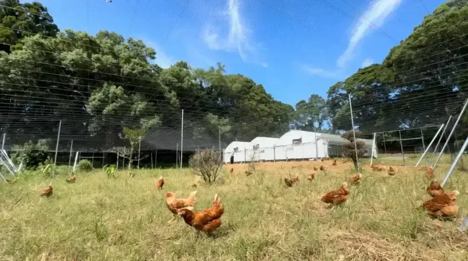 12個/鶏たちの暮らしから届く卵。平飼い放牧卵-itadaki-