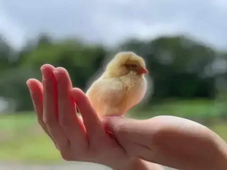 12個/鶏たちの暮らしから届く卵。平飼い放牧卵-itadaki-