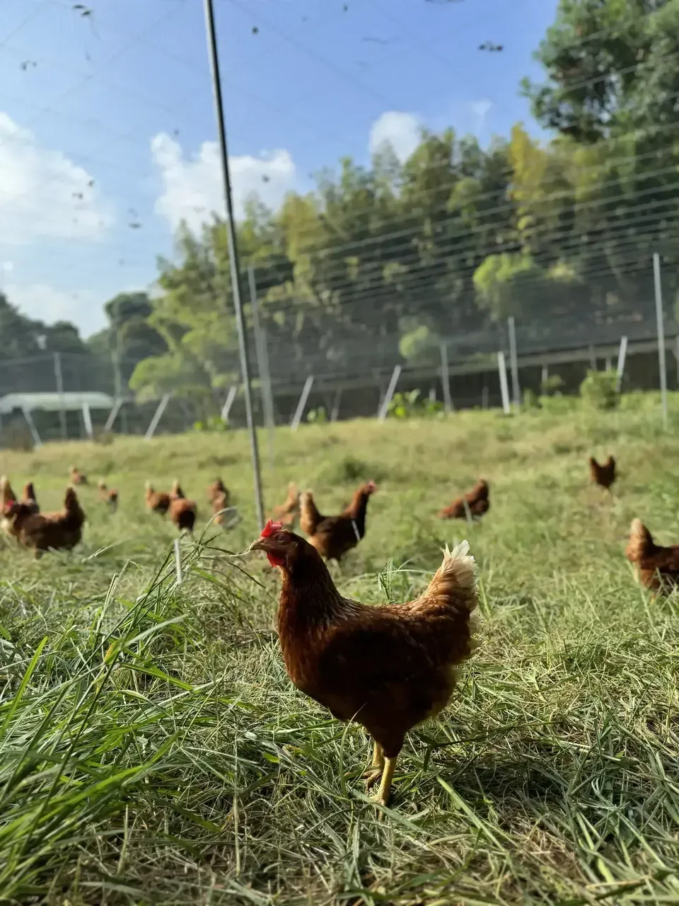 12個/鶏たちの暮らしから届く卵。平飼い放牧卵-itadaki-