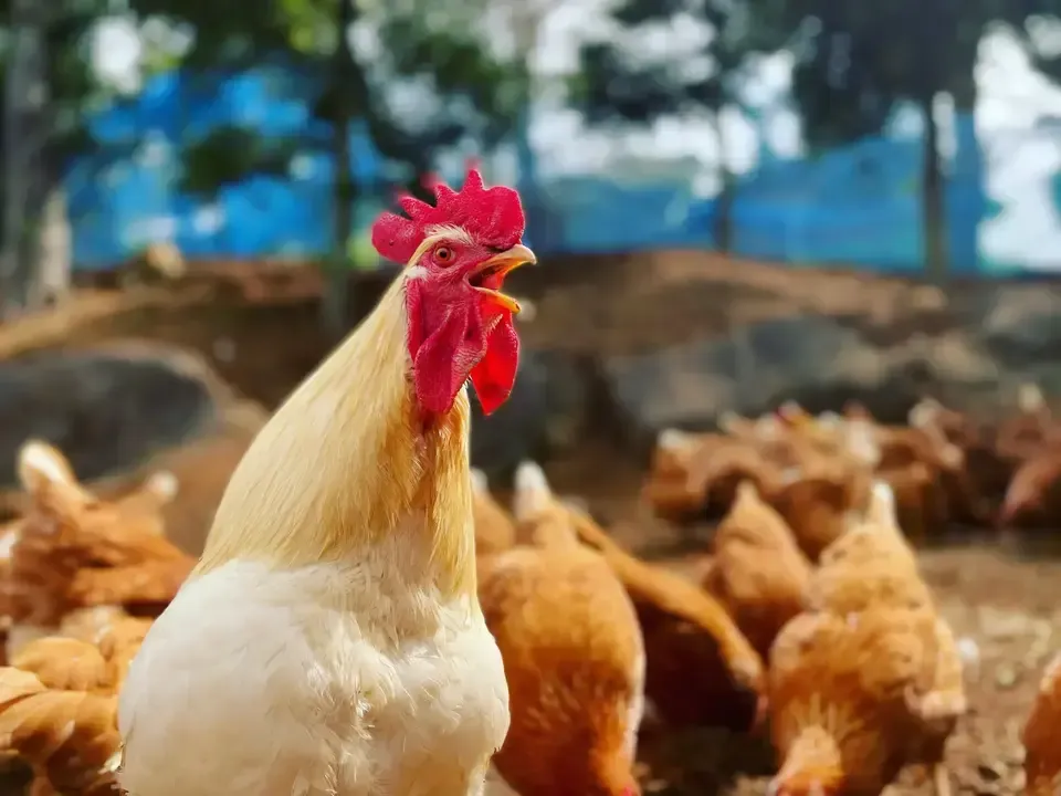 12個/鶏たちの暮らしから届く卵。平飼い放牧卵-itadaki-