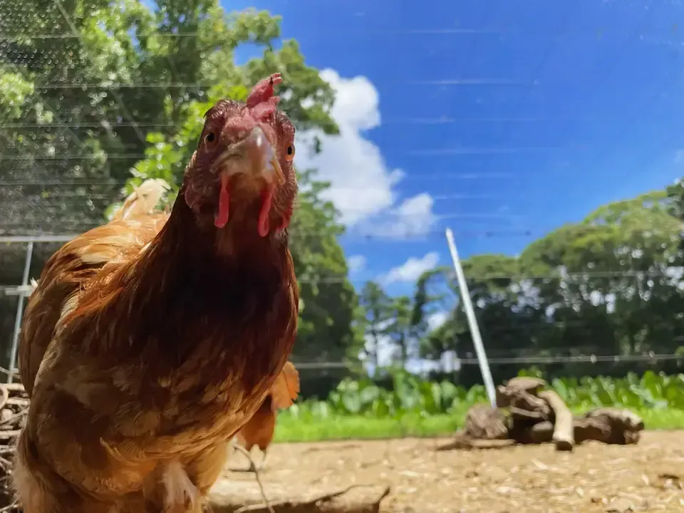 12個/鶏たちの暮らしから届く卵。平飼い放牧卵-itadaki-