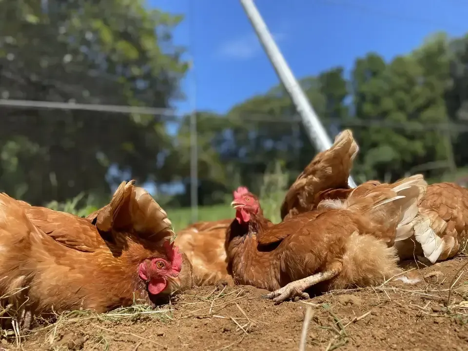 12個/鶏たちの暮らしから届く卵。平飼い放牧卵-itadaki-