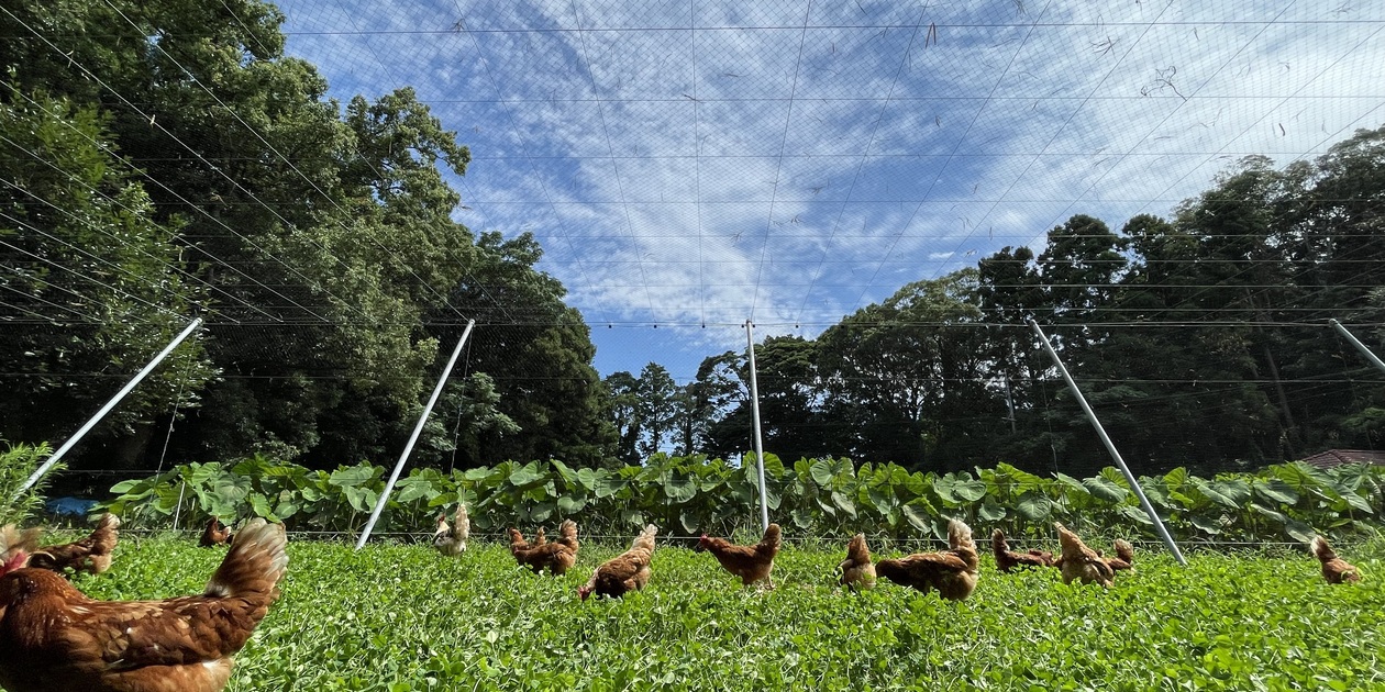 ここでの夏と産卵について | 笑顔が広がる幸せ卵 - たべるとくらすと