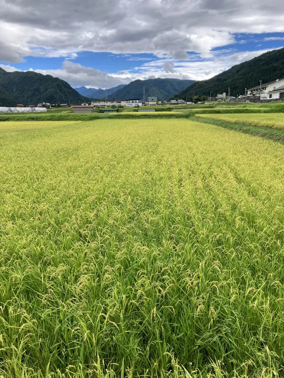 農薬・肥料不使用の自然栽培米＜奥飛騨産こしひかり＞ハザがけ天日干し