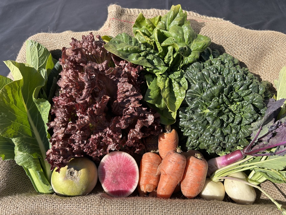 農薬不使用 自然農法 リクガメ 桑の葉 季節の野菜野草の詰め合わせ 無農薬野菜セット｜旬の詰め合わせ｜たべるとくらすと - たべるとくらすと
