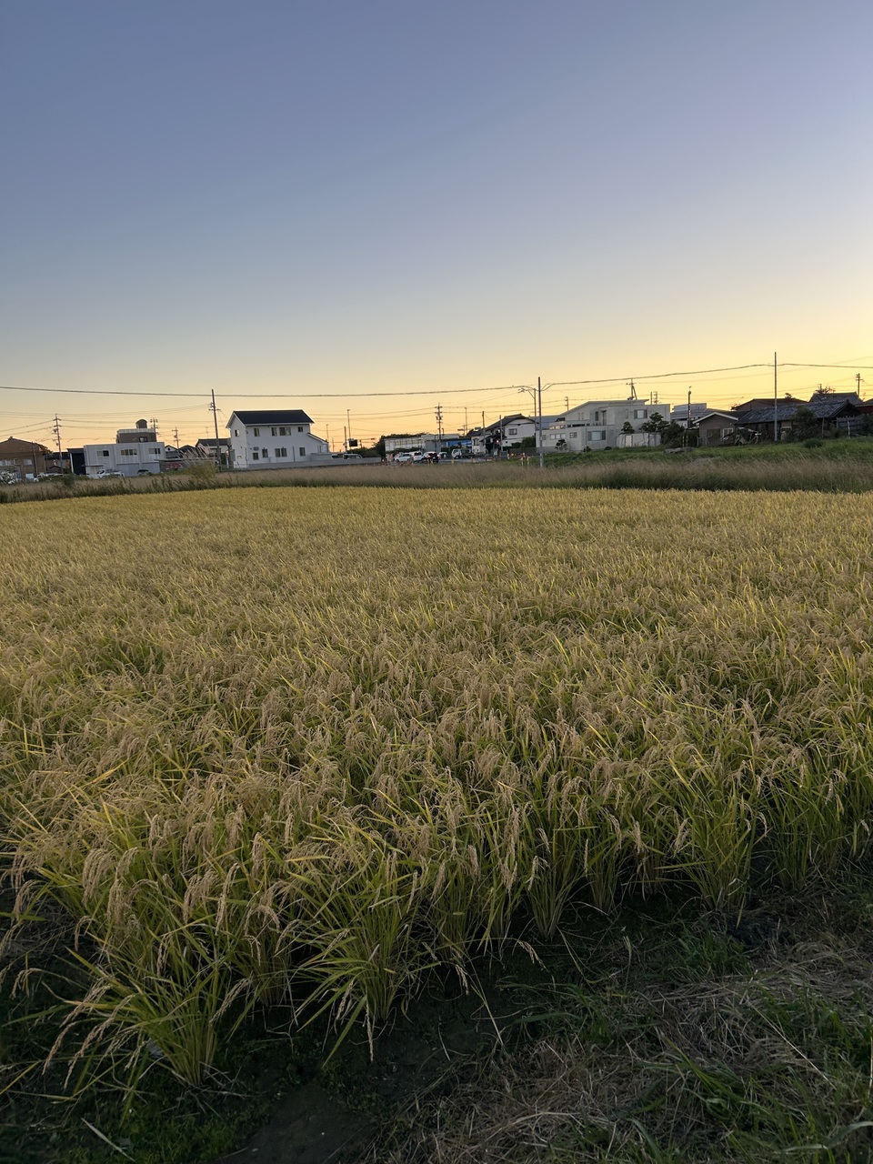 肥料・農薬不使用 ＜自然栽培朝日米＞静岡県浜松市産 ナチュレスト