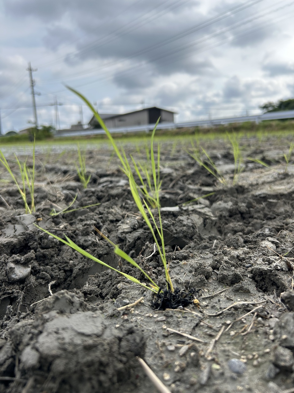 肥料・農薬不使用 ＜自然栽培朝日米＞静岡県浜松市産 ナチュレスト