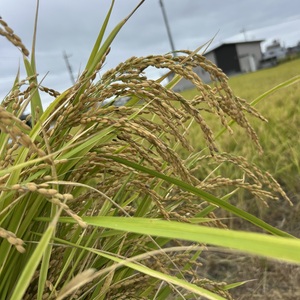自然栽培のコシヒカリ・ヒノヒカリ・ササニシキ・にこまる・旭1号