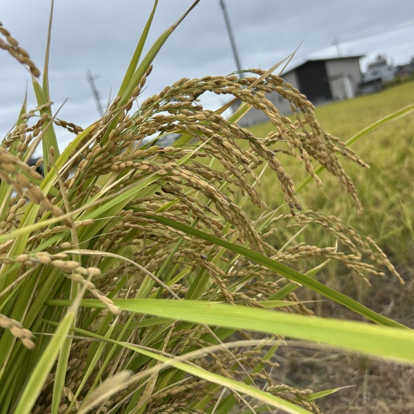 無農薬の朝日米｜噛むほどに旨みが広がるお米｜たべるとくらすと