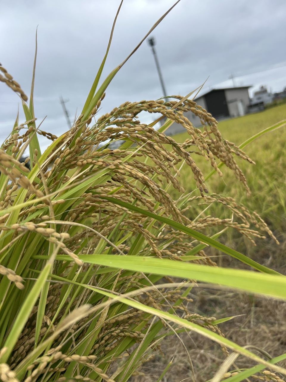 令和7年度産米 <自然栽培朝日米>肥料・農薬不使用 |静岡県浜松市産