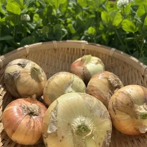 無農薬たまねぎ・ねぎ｜産地直送｜たべるとくらすと - たべるとくらすと