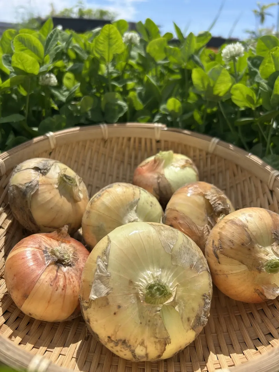 静岡県浜松産・自然栽培<旬野菜おまかせセット>農夫の足音で育てた季節野菜