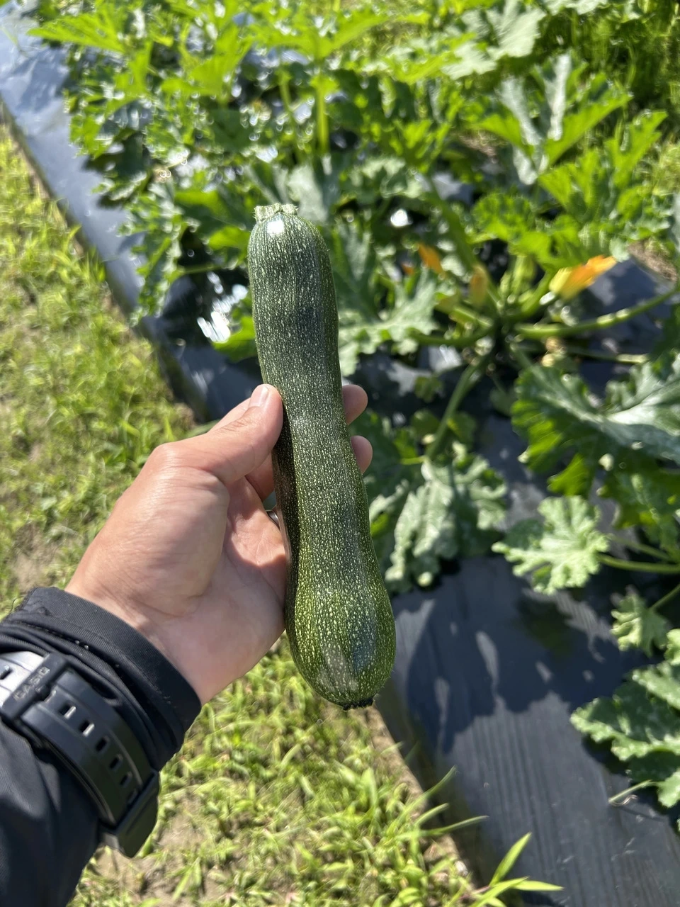 静岡県浜松産・自然栽培<旬野菜おまかせセット>農夫の足音で育てた季節野菜