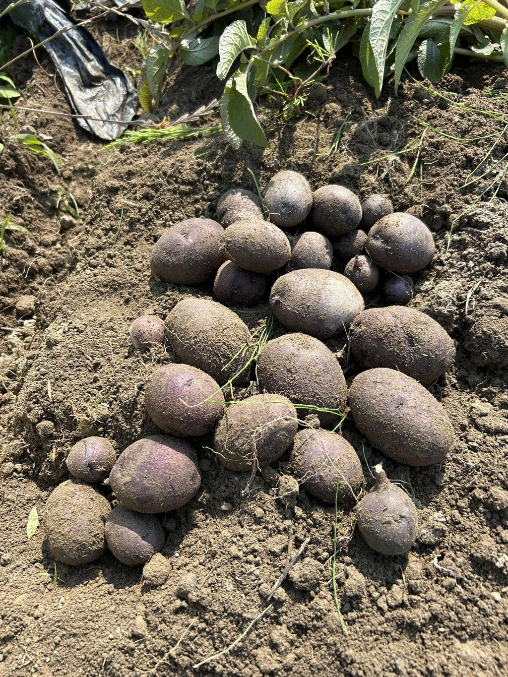 自然栽培じゃがいも3種たべくらセット ナチュレストファーム (静岡県産