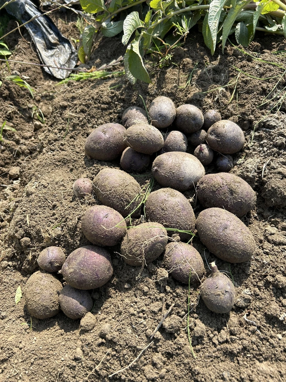 自然栽培じゃがいも3種たべくらセット