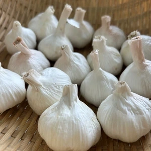 無農薬にんにく｜自然栽培・産地直送｜たべるとくらすと - たべると