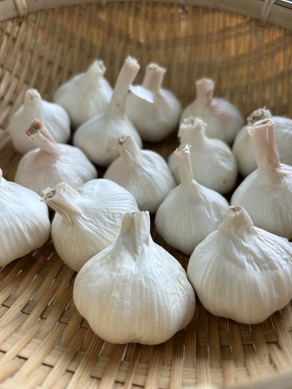 自家採取4年 自然栽培ニンニク