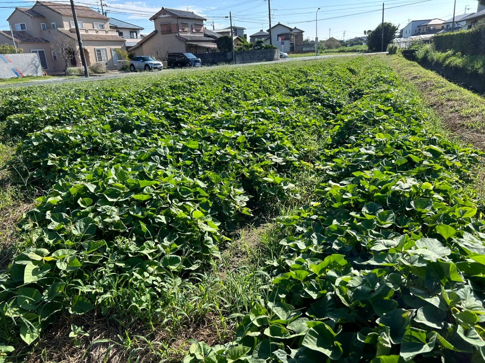 自然栽培 さつまいも紅あずま