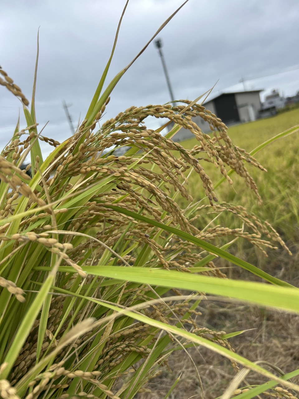 肥料・農薬不使用 ＜自然栽培朝日米＞静岡県浜松市産 ナチュレスト 