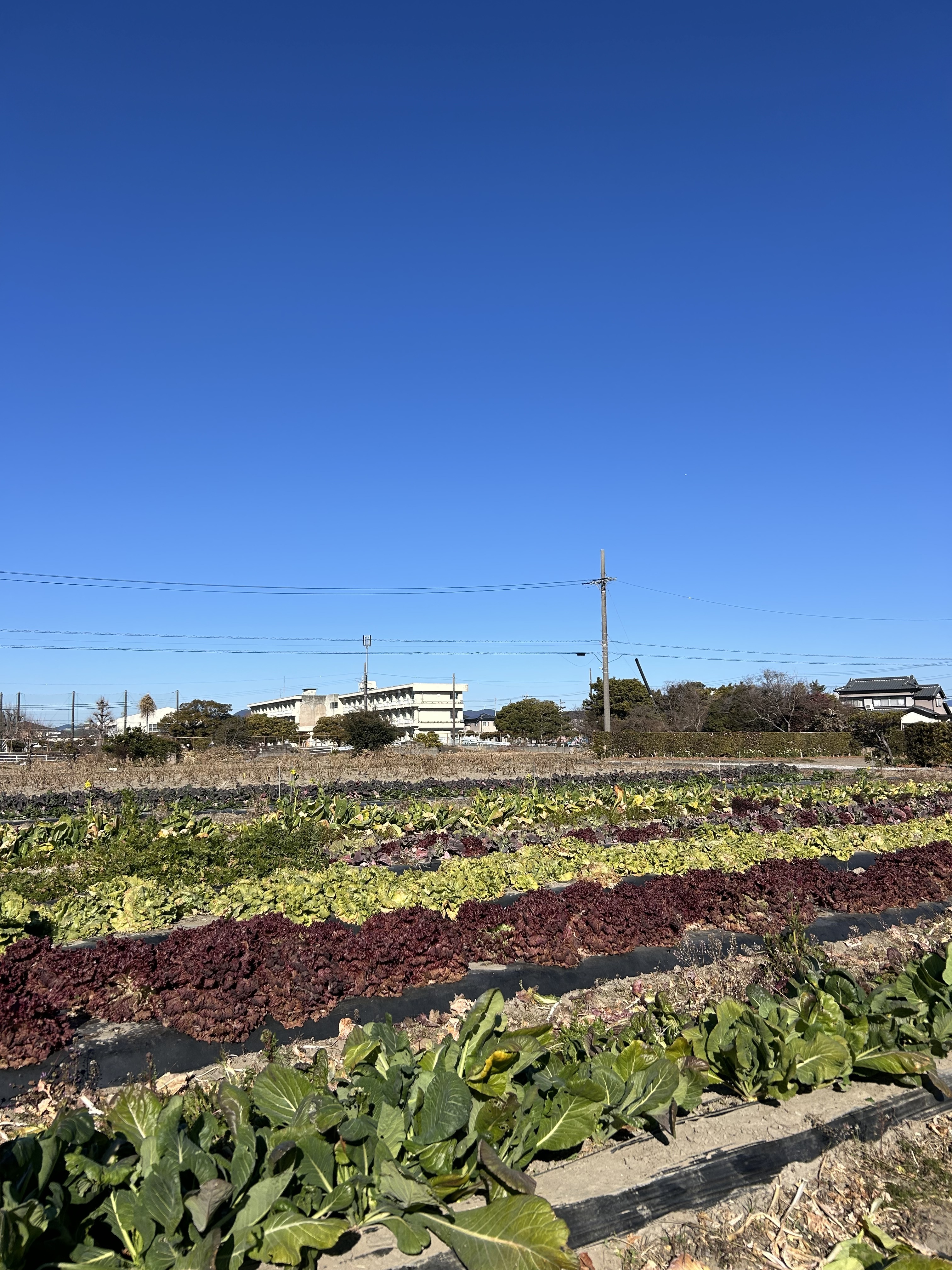 肥料・農薬不使用 ＜自然栽培朝日米＞静岡県浜松市産 ナチュレスト