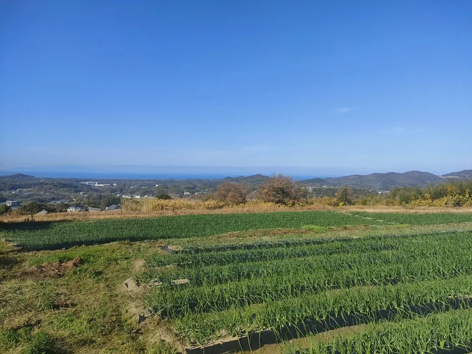 【旬の今だけ】淡路島産＜葉付き玉ねぎ＞農薬・化学肥料不使用
