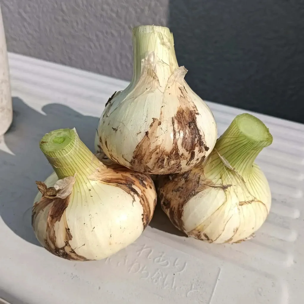 専用 晩生玉ねぎ＆旬野菜セット　農薬不使用 期間限定】淡路島産＜新玉ねぎ＞農薬・化学肥料不使用 niconicoyasai