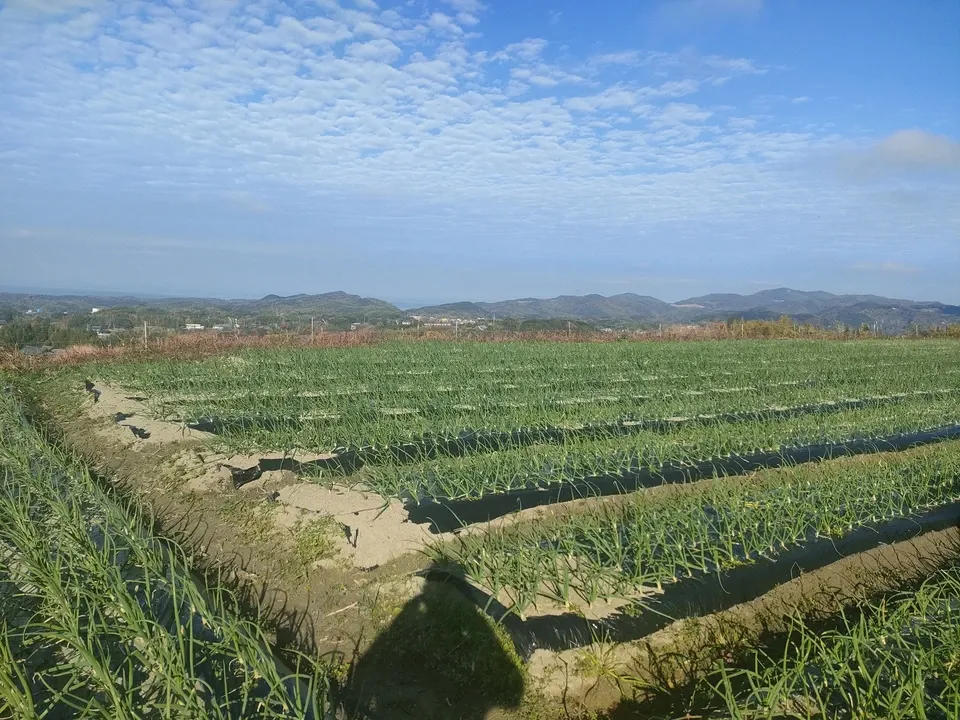 期間限定】淡路島産＜新玉ねぎ＞農薬・化学肥料不使用 niconicoyasai
