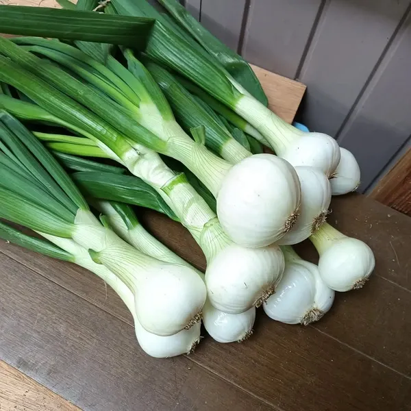 無農薬たまねぎ・ねぎ｜産地直送｜たべるとくらすと - たべるとくらすと