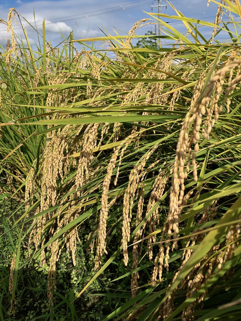丹波篠山コシヒカリ令和7年産＜白米・玄米＞農薬・化学肥料不使用 丹波