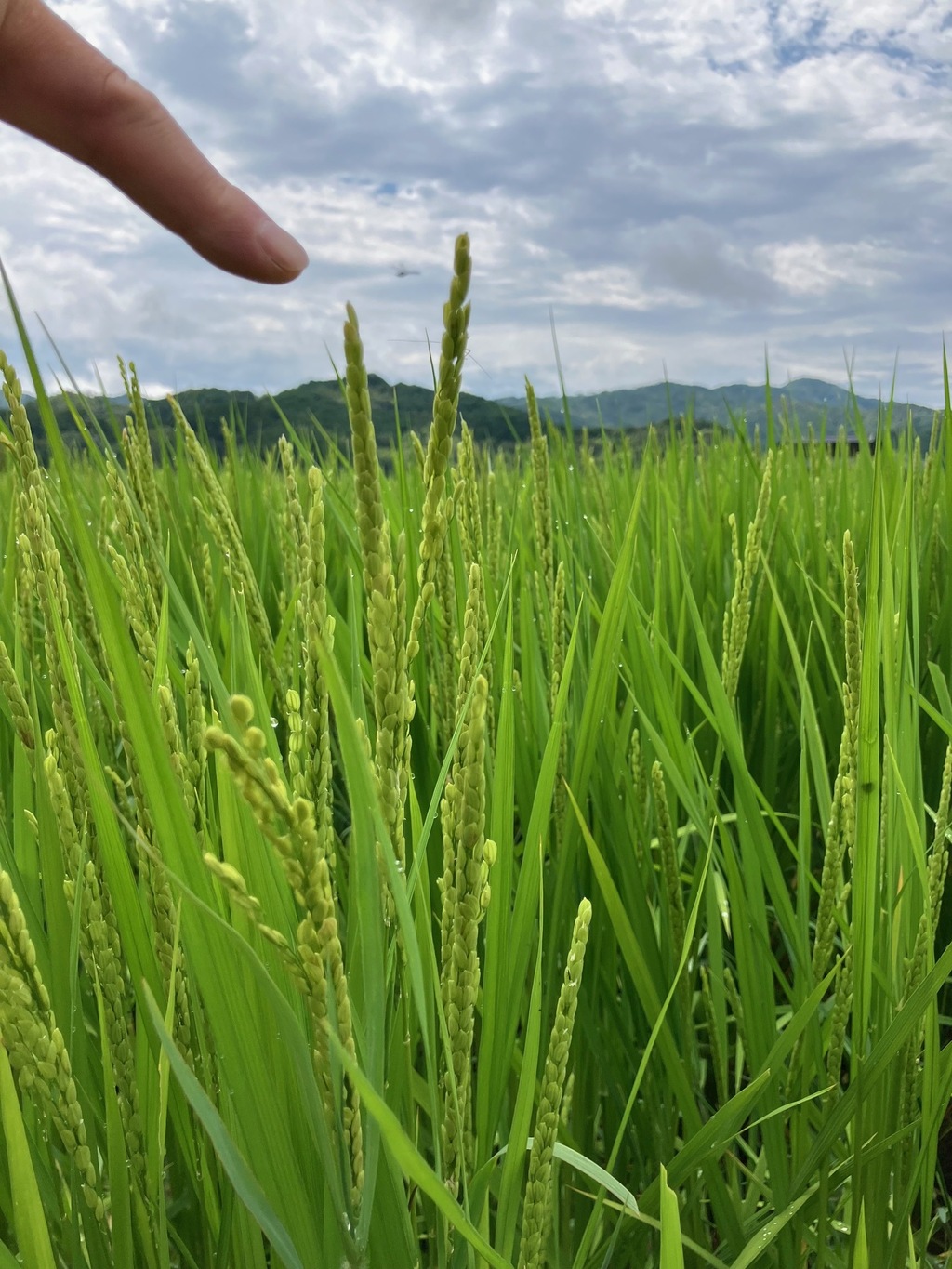 丹波篠山コシヒカリ【新米】令和8年産＜白米・玄米＞農薬・化学肥料不