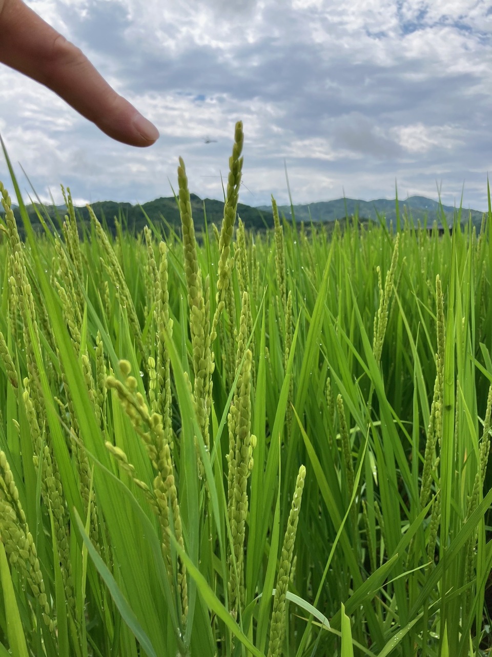 丹波篠山コシヒカリ令和7年産＜白米・玄米＞農薬・化学肥料不使用