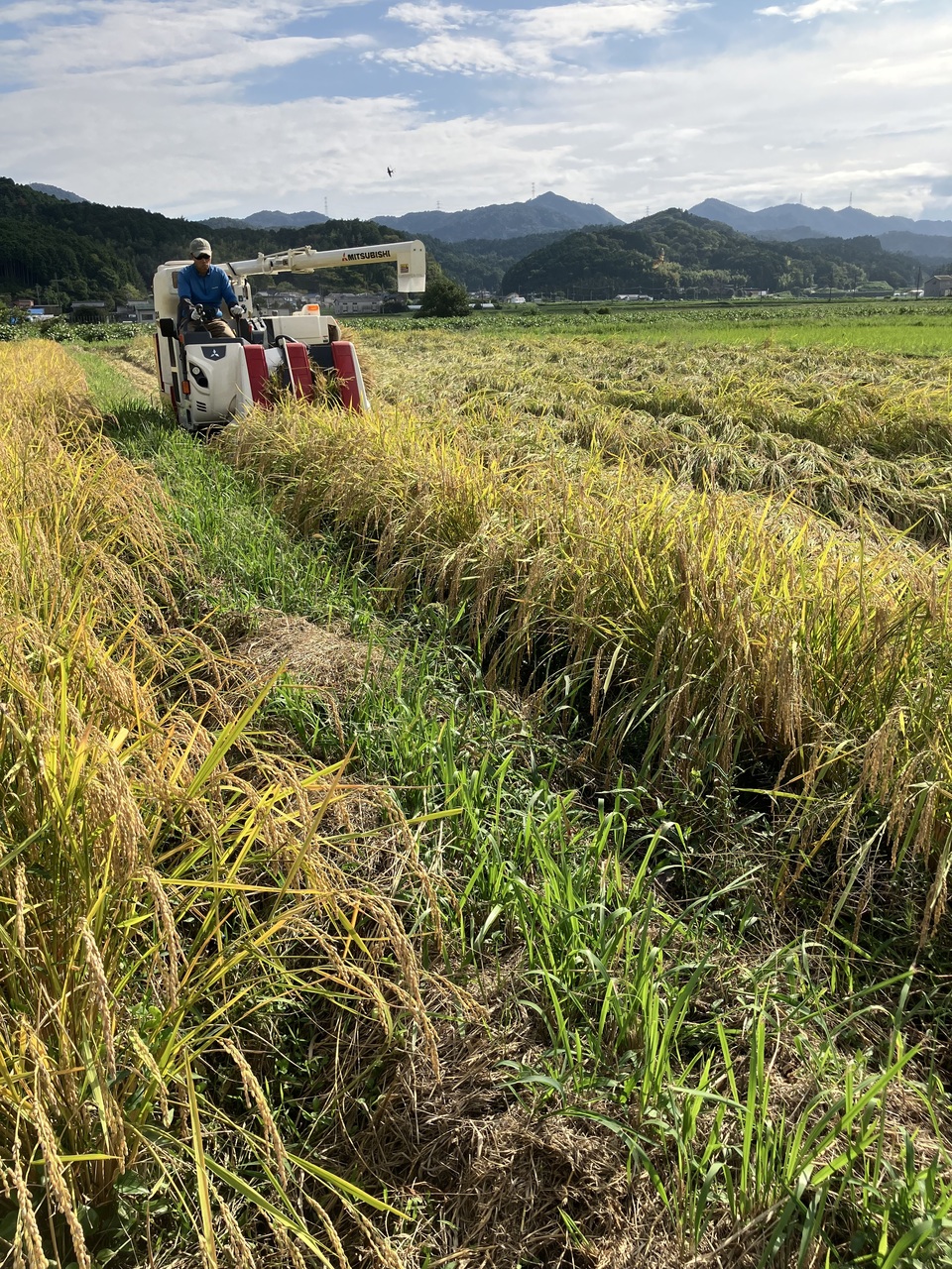 丹波篠山コシヒカリ令和7年産＜白米・玄米＞農薬・化学肥料不使用