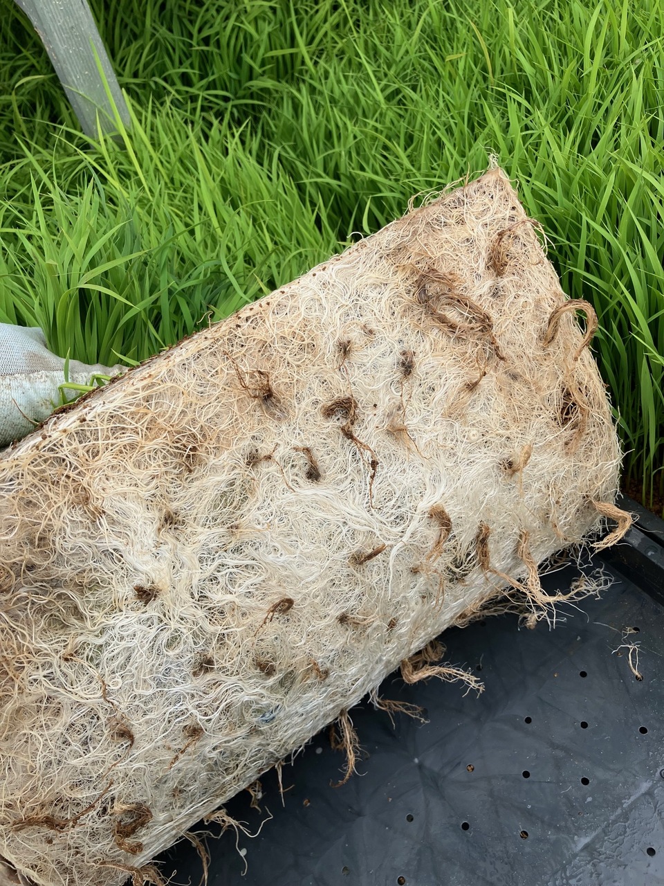 丹波篠山コシヒカリ令和7年産＜白米・玄米＞農薬・化学肥料不使用