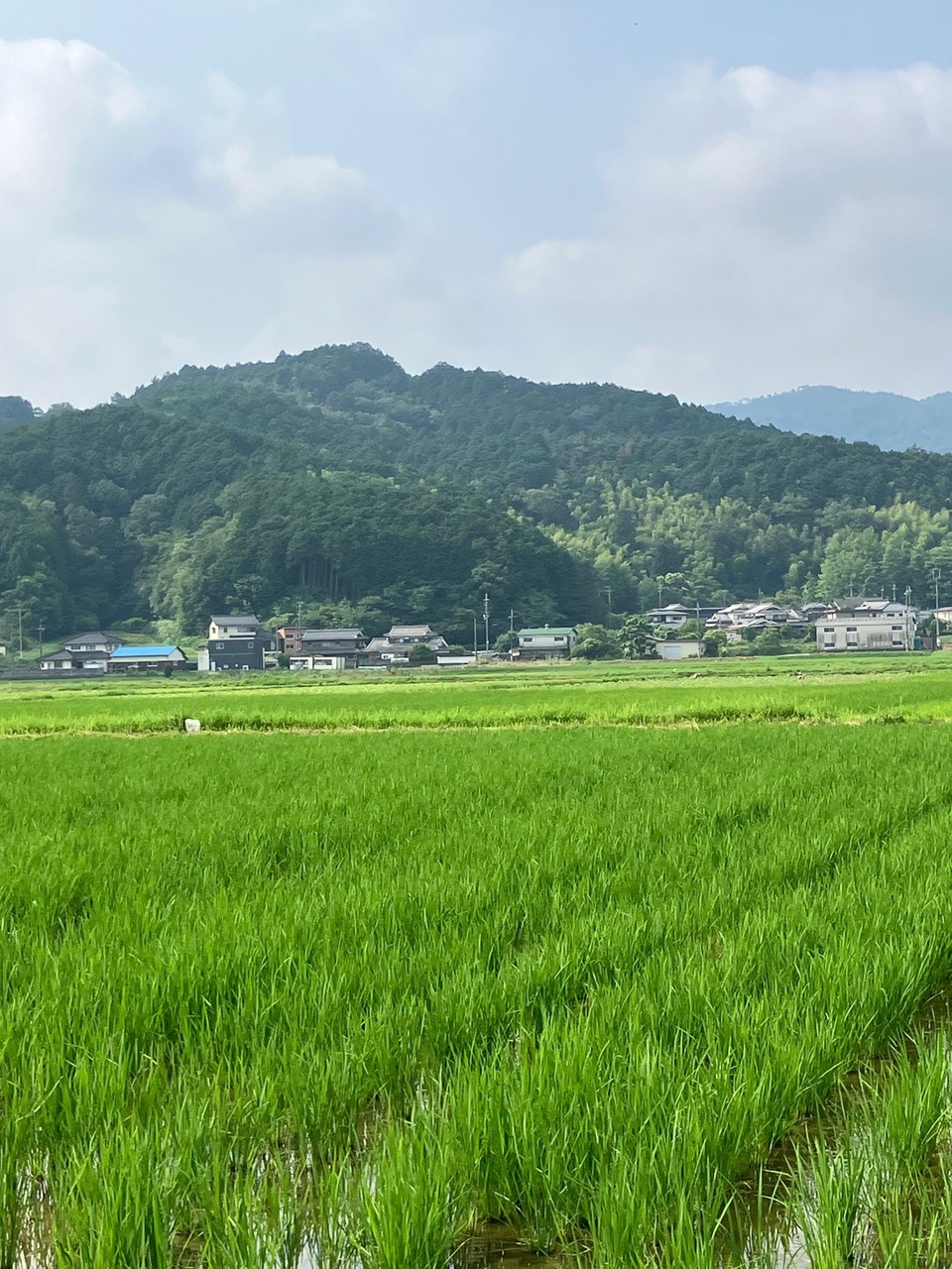 農薬・化学肥料不使用のコシヒカリをじっくり焙煎＜深煎り黒玄米茶＞【送料込・ポスト投函】