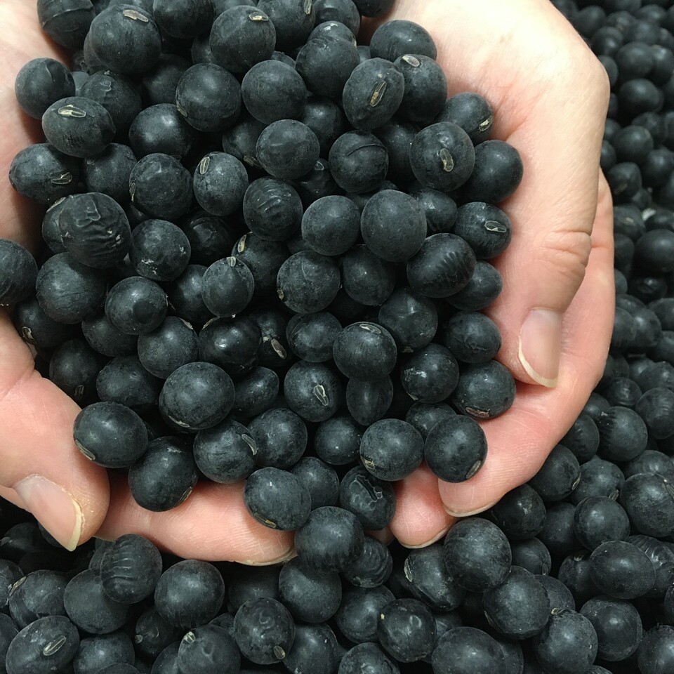 農薬・化学肥料不使用で育った黒豆の自然な甘みと香ばしさ＜丹波篠山