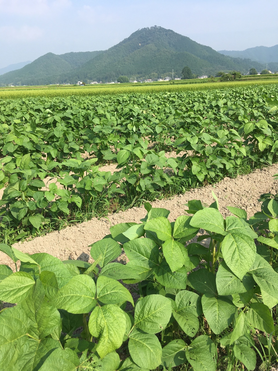令和7年産＜丹波黒豆＞栽培期間中 農薬・化学肥料不使用 丹波篠山にじ
