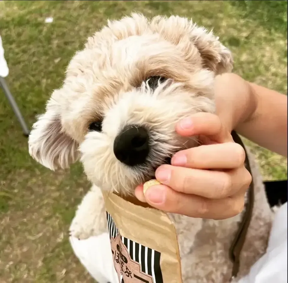 犬用おやつ～国産オーガニックポップコーン「ナチュラルぽぽぷ」 農家