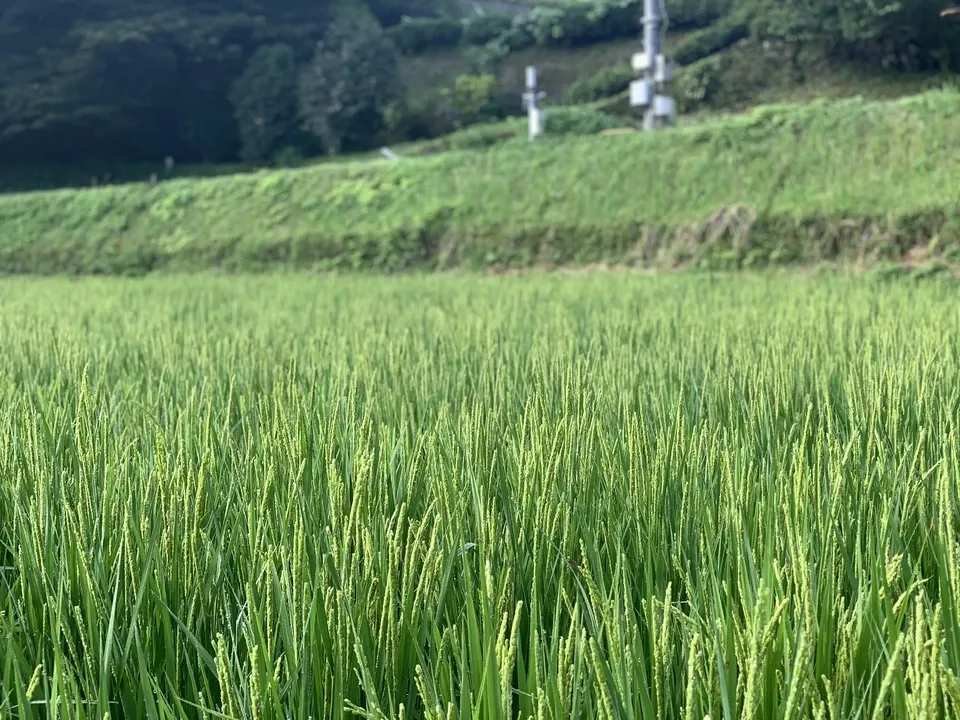 【令和8年度予約受付中】阿蘇立岩水源の湧水×天日干し自然栽培米<熊本在来米 穂増>農薬・化学肥料不使用