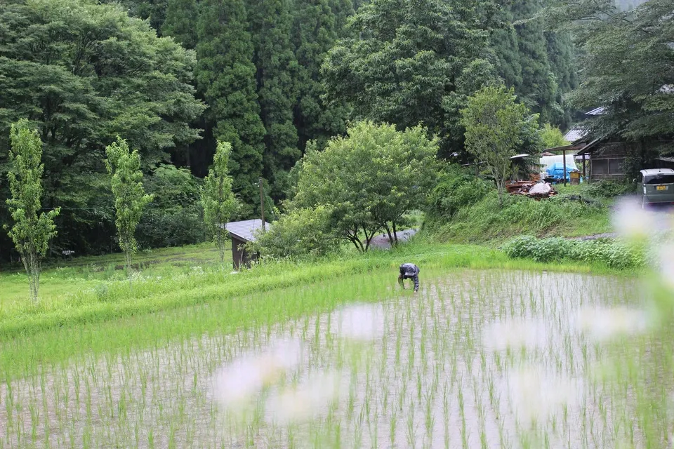 【令和8年度予約受付中】阿蘇立岩水源の湧水×天日干し自然栽培米<熊本在来米 穂増>農薬・化学肥料不使用