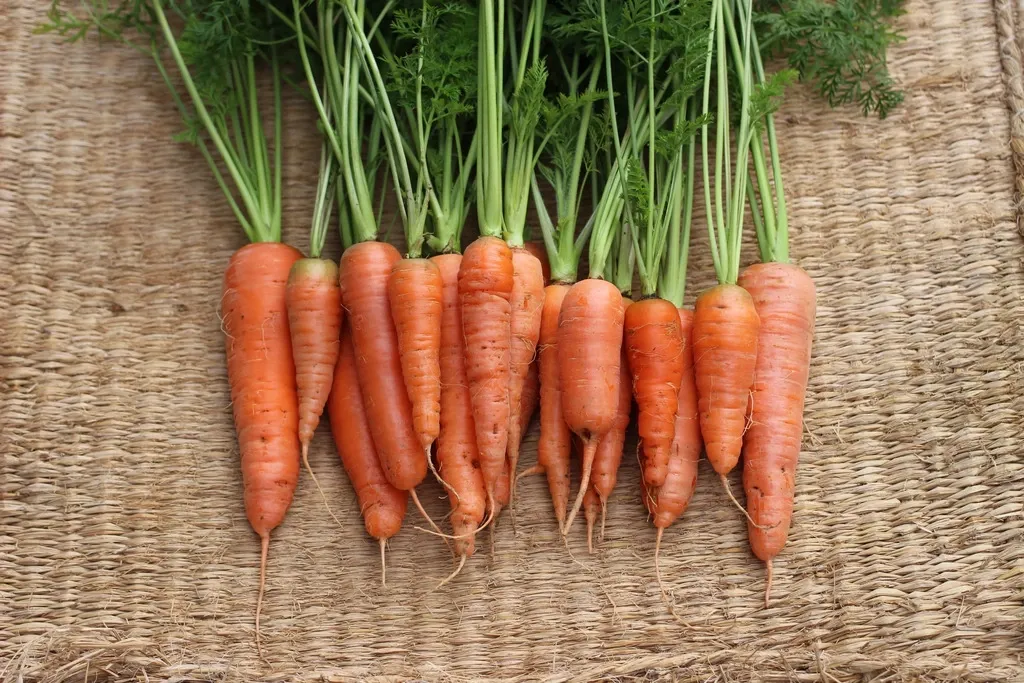 甘味と香り際立つ自然栽培人参＜黒田五寸人参＞熊本標高600mの寒暖差と