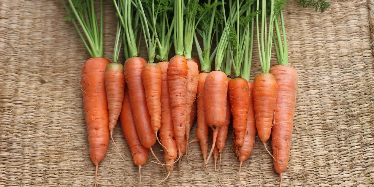 甘味と香り際立つ自然栽培人参＜黒田五寸人参＞熊本標高600mの寒暖差と