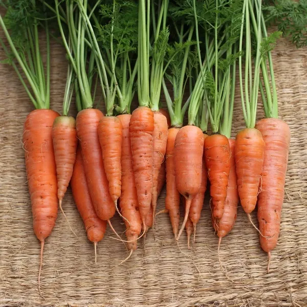 甘味と香り際立つ自然栽培人参＜黒田五寸人参＞熊本標高600mの寒暖差と