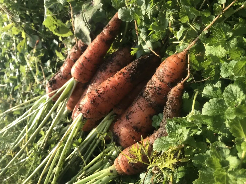 甘味と香り際立つ自然栽培人参＜黒田五寸人参＞熊本標高600mの寒暖差と