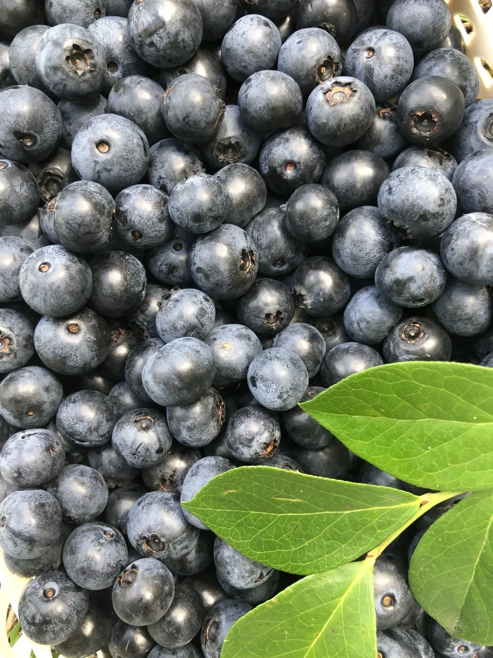 ☆令和7年 冷凍ブルーベリー☆農薬不使用 5㌔ たっぷりサイズ！無 