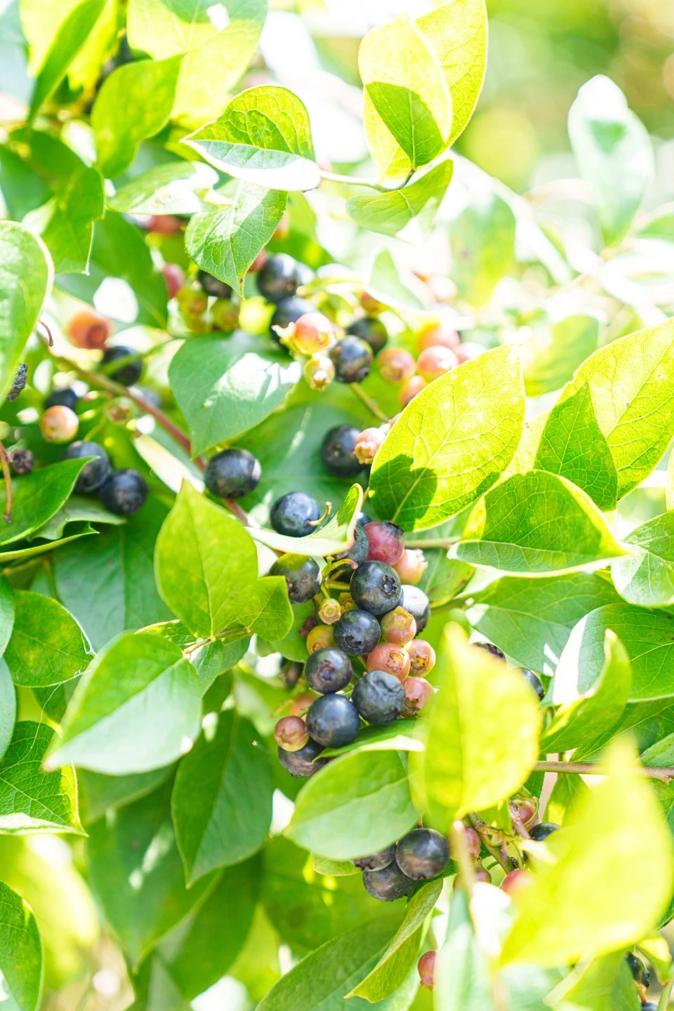 たっぷりサイズ！無選別　朝摘みブルーベリー(栽培期間中農薬化学肥料不使用)  