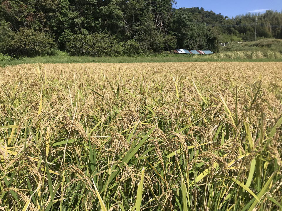 《年末予約》のし餅4種類セット【天日干し・無農薬・無肥料のお米】