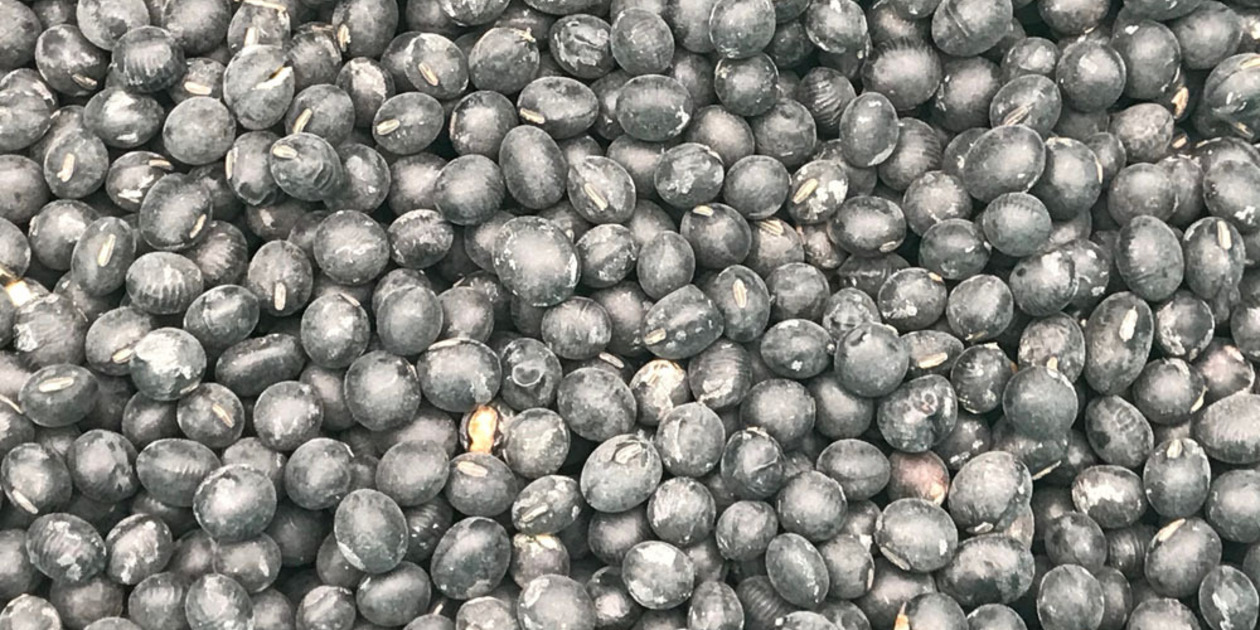 【限定値下げ】無農薬 島根県産 大豆 ６kg 北海道産無農薬「金時豆」 500g｜平譯農園-2024年秋収穫_t1